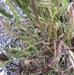 Bromus rubens at Parkes, ACT - 7 Sep 2021