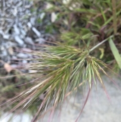 Bromus rubens at Parkes, ACT - 7 Sep 2021