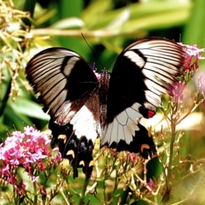 Papilio aegeus at Crooked Corner, NSW - 13 Jan 2022