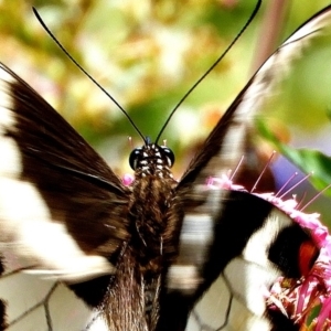 Papilio aegeus at Crooked Corner, NSW - 13 Jan 2022