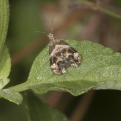 Tebenna micalis (Small Thistle Moth) at Higgins, ACT - 9 Jan 2022 by AlisonMilton