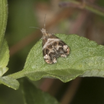 Tebenna micalis (Small Thistle Moth) at Higgins, ACT - 9 Jan 2022 by AlisonMilton