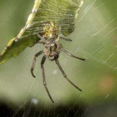 Phonognatha graeffei (Leaf Curling Spider) at Higgins, ACT - 11 Jan 2022 by AlisonMilton