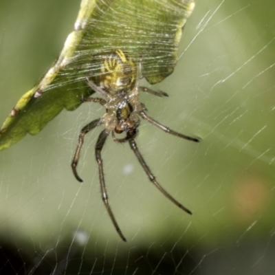 Phonognatha graeffei (Leaf Curling Spider) at Higgins, ACT - 10 Jan 2022 by AlisonMilton