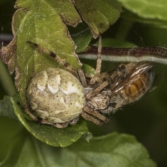 Araneus hamiltoni (Hamilton's Orb Weaver) at Higgins, ACT - 9 Jan 2022 by AlisonMilton