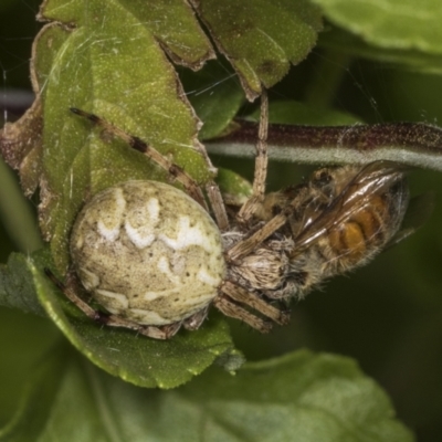 Araneus hamiltoni (Hamilton's Orb Weaver) at Higgins, ACT - 9 Jan 2022 by AlisonMilton