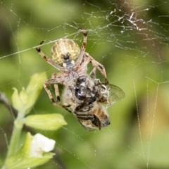 Araneus hamiltoni at Higgins, ACT - 9 Jan 2022 12:32 PM