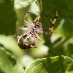 Araneus hamiltoni at Higgins, ACT - 9 Jan 2022 12:32 PM