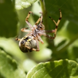 Araneus hamiltoni at Higgins, ACT - 9 Jan 2022 12:32 PM