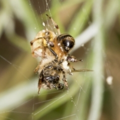 Araneus hamiltoni at Higgins, ACT - 9 Jan 2022 12:32 PM