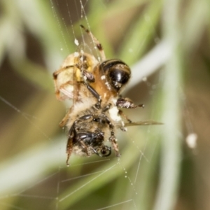 Araneus hamiltoni at Higgins, ACT - 9 Jan 2022 12:32 PM