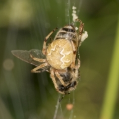 Araneus hamiltoni at Higgins, ACT - 9 Jan 2022 12:32 PM