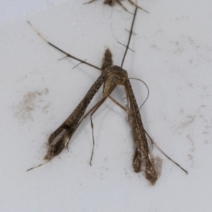 Pterophoridae (family) at Higgins, ACT - 8 Jan 2022 02:01 PM