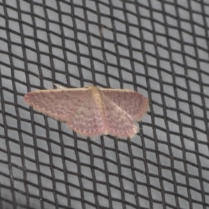 Idaea costaria at Higgins, ACT - 12 Jan 2022