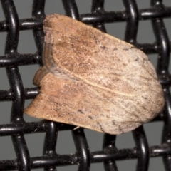 Tortricopsis pyroptis (A Concealer moth (Wingia Group)) at Higgins, ACT - 10 Jan 2022 by AlisonMilton