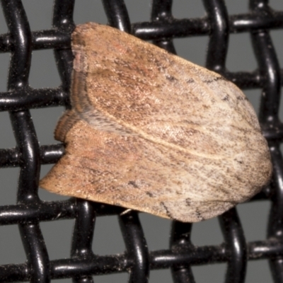 Tortricopsis pyroptis (A Concealer moth (Wingia Group)) at Higgins, ACT - 11 Jan 2022 by AlisonMilton