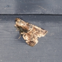 Orthaga thyrisalis (Teatree Web Moth) at Higgins, ACT - 9 Jan 2022 by AlisonMilton