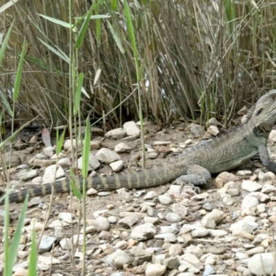 Intellagama lesueurii howittii (Gippsland Water Dragon) at Mulloon, NSW - 9 Jan 2022 by jbromilow50