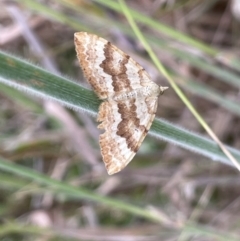 Chrysolarentia insulsata (Insipid Carpet) at Paddys River, ACT - 13 Jan 2022 by JaneR