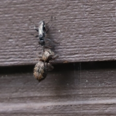 Pison sp. (genus) at Cook, ACT - 12 Jan 2022