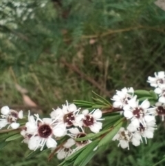 Kunzea ericoides (Burgan) at Corang, NSW - 12 Jan 2022 by LeonieWood