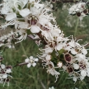 Kunzea ericoides at Corang, NSW - 12 Jan 2022 12:21 PM