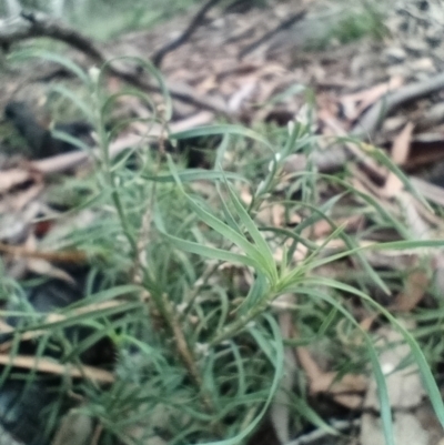 Lomandra obliqua (Twisted Matrush) at Corang, NSW - 12 Jan 2022 by LeonieWood