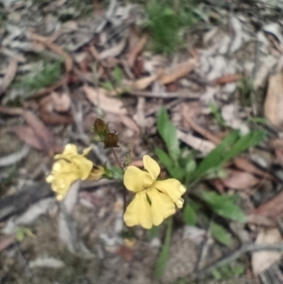 Goodenia paniculata (Branched Goodenia) at Corang, NSW - 12 Jan 2022 by LeonieWood