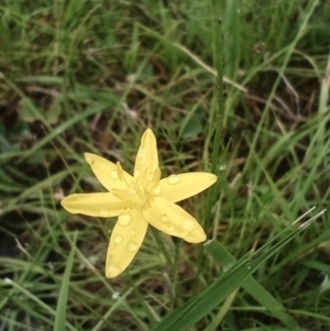 Hypoxis hygrometrica at Corang, NSW - 12 Jan 2022