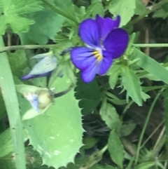 Viola arvensis at Tennent, ACT - 2 Jan 2022