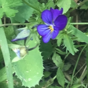 Viola arvensis at Tennent, ACT - 2 Jan 2022 02:28 PM