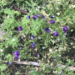 Viola arvensis at Tennent, ACT - 2 Jan 2022 02:28 PM