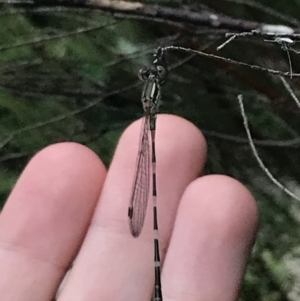 Austrolestes leda at Garran, ACT - 2 Jan 2022