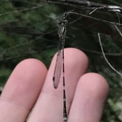 Austrolestes leda at Garran, ACT - 2 Jan 2022