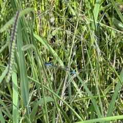 Ischnura heterosticta (Common Bluetail Damselfly) at Murrumbateman, NSW - 13 Jan 2022 by SimoneC