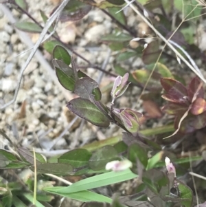 Bossiaea prostrata at Kambah, ACT - 3 Jan 2022 04:05 PM