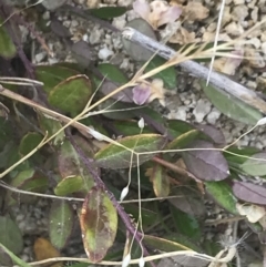 Bossiaea prostrata at Kambah, ACT - 3 Jan 2022