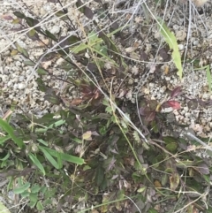 Bossiaea prostrata at Kambah, ACT - 3 Jan 2022 04:05 PM