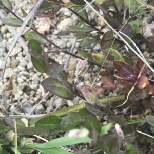 Bossiaea prostrata at Kambah, ACT - 3 Jan 2022 04:05 PM