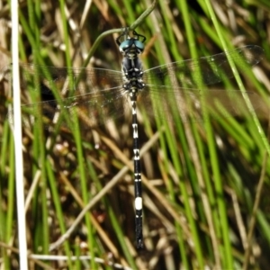 Parasynthemis regina at Forde, ACT - 13 Jan 2022 03:53 PM