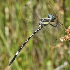 Parasynthemis regina at Forde, ACT - 13 Jan 2022