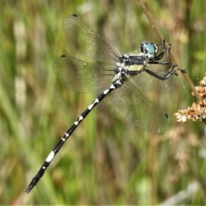 Parasynthemis regina at Forde, ACT - 13 Jan 2022 03:53 PM