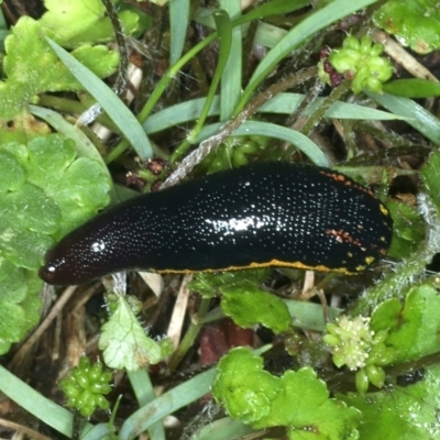 Hirudinidae sp. (family) (A Striped Leech) at Mongarlowe River - 10 Jan 2022 by jb2602