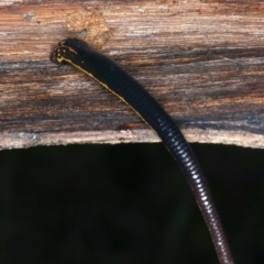 Hirudinidae sp. (family) at Monga, NSW - 10 Jan 2022 01:11 PM