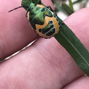 Scutiphora pedicellata at Kambah, ACT - 3 Jan 2022