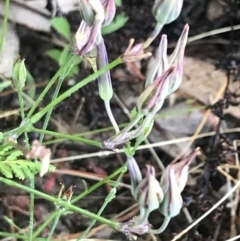 Thysanotus tuberosus subsp. tuberosus (Common Fringe-lily) at Kambah, ACT - 3 Jan 2022 by Tapirlord