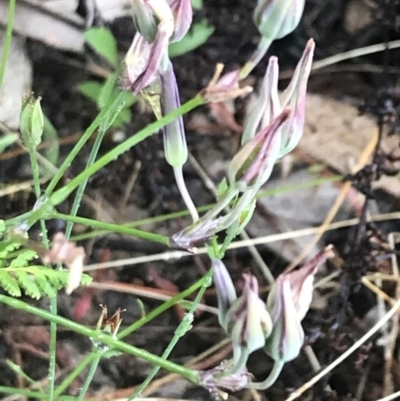Thysanotus tuberosus subsp. tuberosus (Common Fringe-lily) at Kambah, ACT - 3 Jan 2022 by Tapirlord