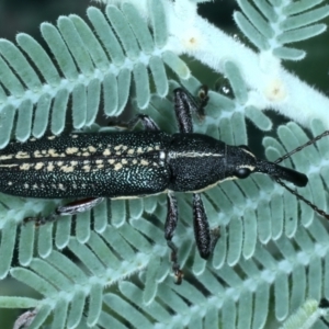 Rhinotia sp. in brunnea-group at Mulloon, NSW - 10 Jan 2022