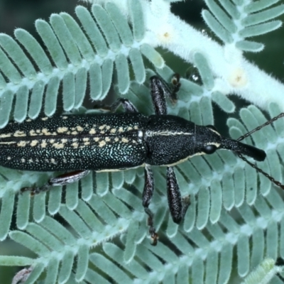 Rhinotia sp. in brunnea-group (A belid weevil) at Mulloon, NSW - 9 Jan 2022 by jbromilow50