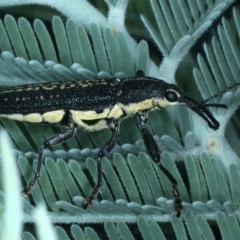 Rhinotia sp. in brunnea-group at Mulloon, NSW - 10 Jan 2022